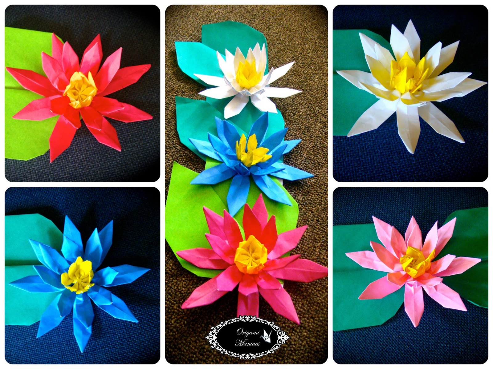 Flor de Loto & Lirios de Agua
